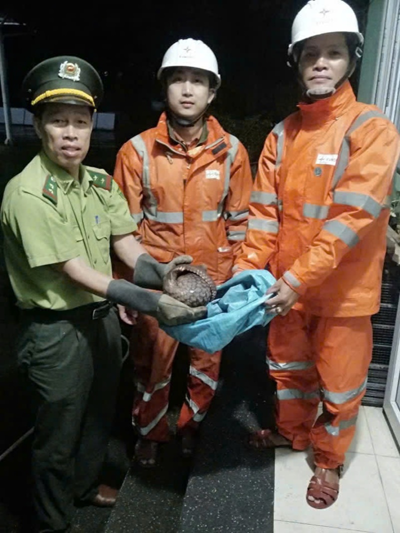 Công nhân Công ty Điện lực Huế kịp thời cứu hộ động vật quý hiếm trong đêm
