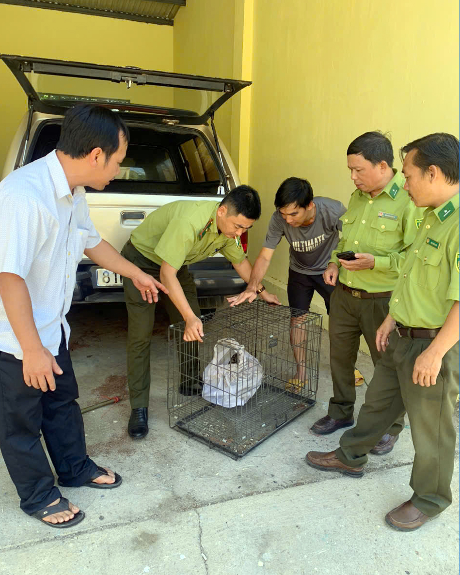 Giao trả 01 cá thể mèo rừng quý hiếm cho Chi cục kiểm lâm