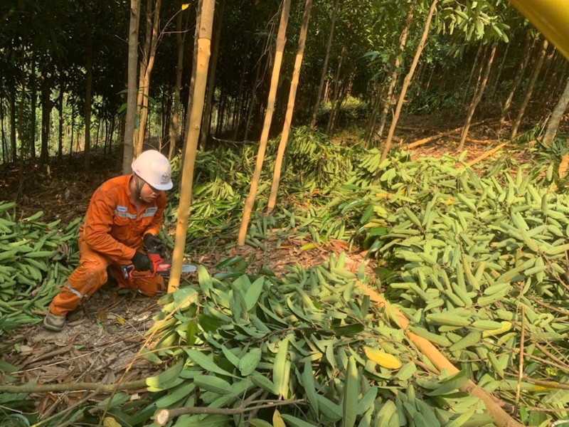 Điện lực Văn Yên (CTĐL Lào Cai) giảm thiểu nguy cơ mất an toàn hành lang lưới điện cao áp, đảm bảo an toàn điện trong nhân dân 1