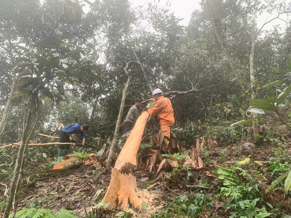 Điện lực Văn Yên (CTĐL Lào Cai) giảm thiểu nguy cơ mất an toàn hành lang lưới điện cao áp, đảm bảo an toàn điện trong nhân dân 2
