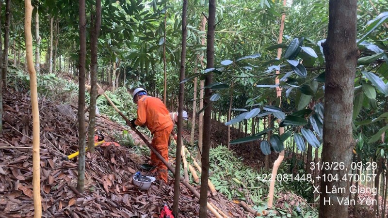 Điện lực Văn Yên (CTĐL Lào Cai) giảm thiểu nguy cơ mất an toàn hành lang lưới điện cao áp, đảm bảo an toàn điện trong nhân dân