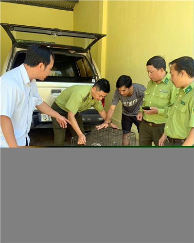 Giao trả 01 cá thể mèo rừng quý hiếm cho Chi cục kiểm lâm