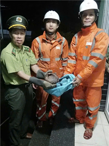 Công nhân Công ty Điện lực Huế kịp thời cứu hộ động vật quý hiếm trong đêm